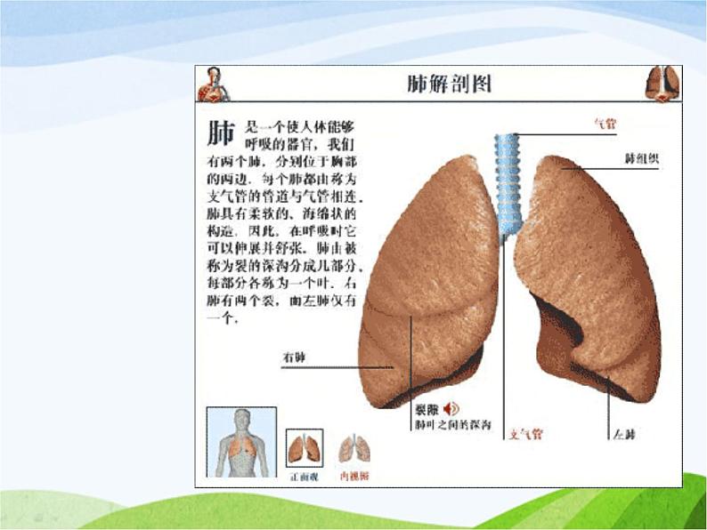 青岛小学科学五上《7-我们的呼吸》PPT课-件-(1)第3页