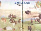 青岛小学科学四下《19-密切联系的生物界》PPT课件-(9)