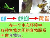 青岛小学科学四下《19-密切联系的生物界》PPT课件-(13)