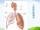 青岛小学科学五上《7.-我们的呼吸》PPT课-件-(2)
