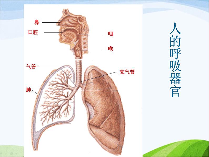 青岛小学科学五上《7.-我们的呼吸》PPT课-件-(2)第2页