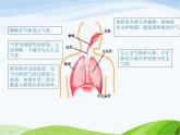 青岛小学科学五上《7.-我们的呼吸》PPT课-件-(2)