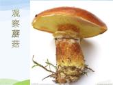 青岛小学科学五上《3-食用菌》PPT课件-(3)