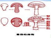青岛小学科学五上《3-食用菌》PPT课件-(3)