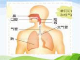 青岛小学科学五上《7.-我们的呼吸》PPT课-件-(1)