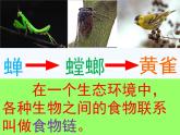 青岛小学科学四下《19-密切联系的生物界》PPT课件-(7)