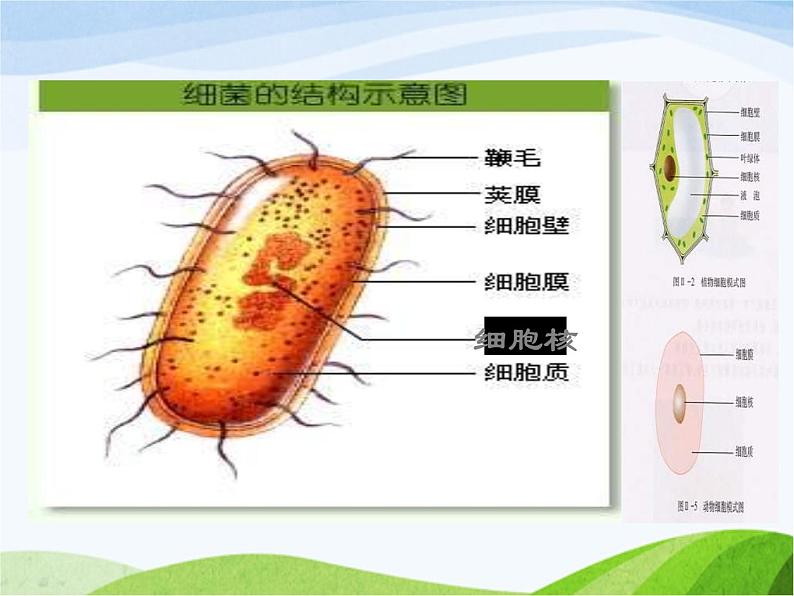 青岛小学科学五上《2-细菌》PPT课件-(2)04