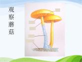 青岛小学科学五上《3-食用菌》PPT课件-(2)