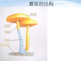 青岛小学科学五上《3-食用菌》PPT课件-(2)
