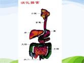 青岛小学科学五上《6-食物到哪里去了》PPT课件-(1)