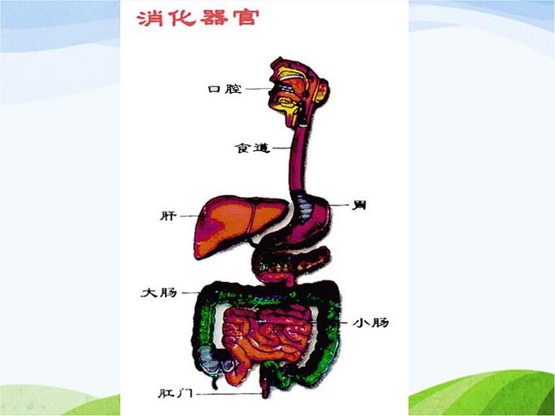 青岛小学科学五上《6-食物到哪里去了》PPT课件-(1)05