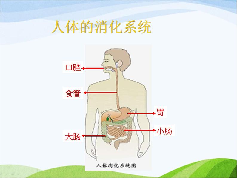 青岛小学科学五上《6-食物到哪里去了》PPT课件-(1)07