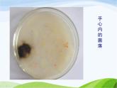 青岛小学科学五上《2-细菌》PPT课件-(4)