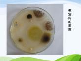 青岛小学科学五上《2-细菌》PPT课件-(4)