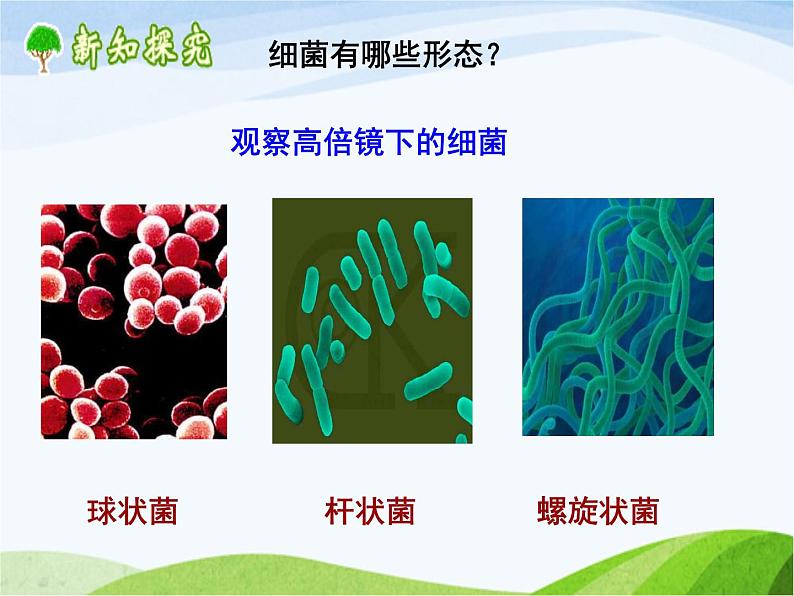 青岛小学科学五上《2-细菌》PPT课件-(4)07