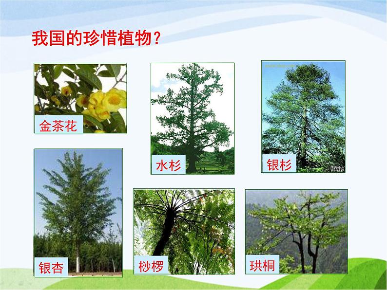 青岛小学科学四下《20-珍稀动植物》PPT课件-(5)05