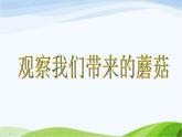 青岛小学科学五上《3-食用菌》PPT课件-(5)