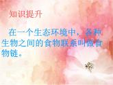 青岛小学科学四下《19-密切联系的生物界》PPT课件-(2)
