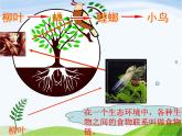 青岛小学科学四下《19-密切联系的生物界》PPT课件-(11)