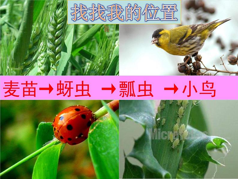 青岛小学科学四下《19-密切联系的生物界》PPT课件-(11)第4页