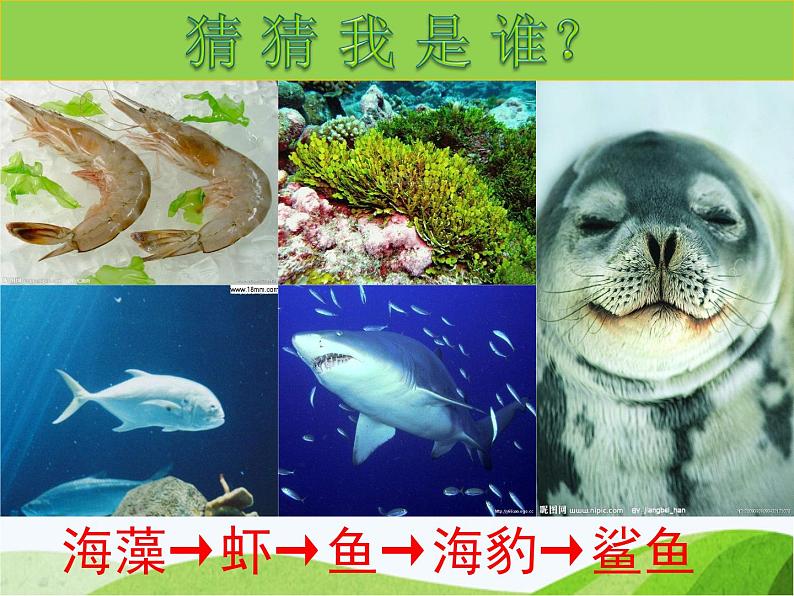 青岛小学科学四下《19-密切联系的生物界》PPT课件-(11)第5页