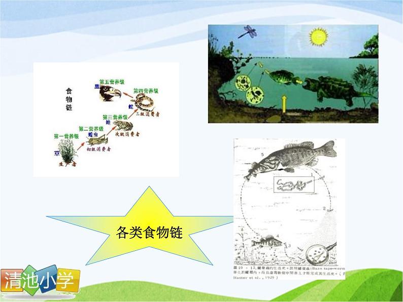 青岛小学科学四下《19-密切联系的生物界》PPT课件-(14)04