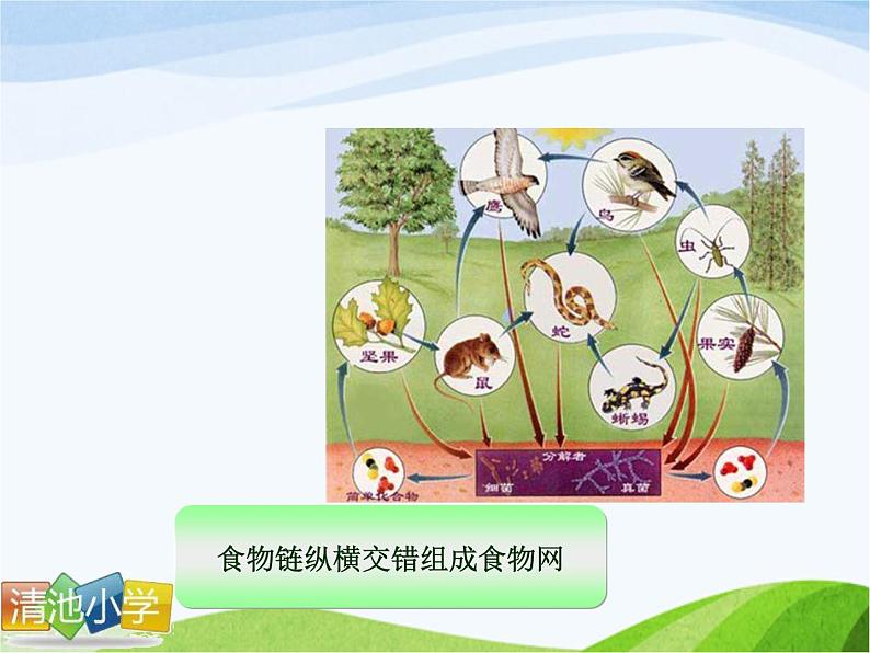 青岛小学科学四下《19-密切联系的生物界》PPT课件-(14)05