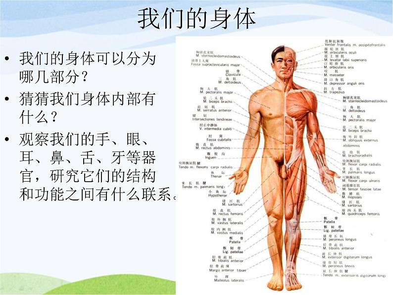 青岛小学科学五上《4-我们的身体》PPT课件-(1)第1页