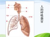 青岛小学科学五上《7-我们的呼吸》PPT课件-(2)