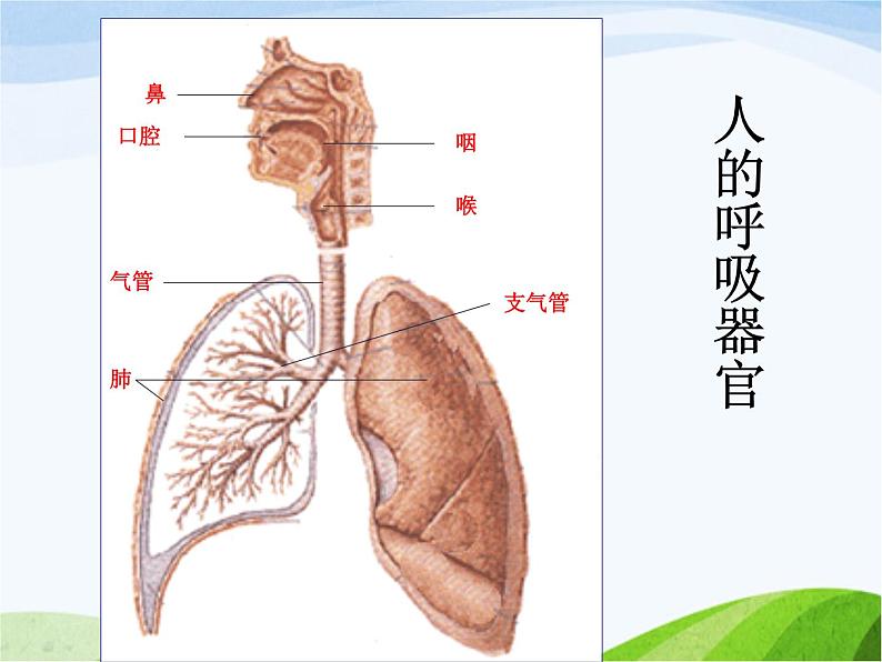 青岛小学科学五上《7-我们的呼吸》PPT课件-(2)02