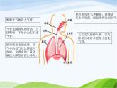 青岛小学科学五上《7-我们的呼吸》PPT课件-(2)