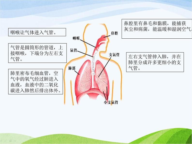 青岛小学科学五上《7-我们的呼吸》PPT课件-(2)03