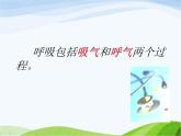 青岛小学科学五上《7-我们的呼吸》PPT课件-(2)