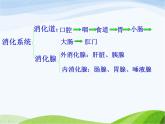 青岛小学科学五上《6-食物到哪里去了》PPT课件-(2)