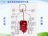 青岛小学科学五上《6-食物到哪里去了》PPT课件-(2)