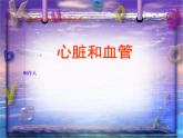 青岛小学科学五上《8-心脏和血管》PPT课件-(1)