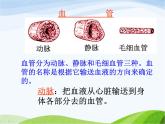 青岛小学科学五上《8-心脏和血管》PPT课件-(1)
