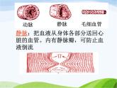 青岛小学科学五上《8-心脏和血管》PPT课件-(1)