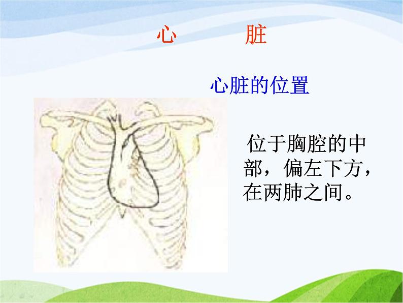 青岛小学科学五上《8-心脏和血管》PPT课件-(1)08