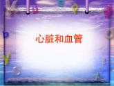 青岛小学科学五上《8-心脏和血管》PPT课件-(2)