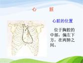 青岛小学科学五上《8-心脏和血管》PPT课件-(2)