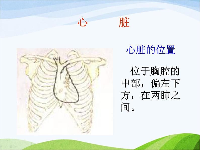 青岛小学科学五上《8-心脏和血管》PPT课件-(2)第3页