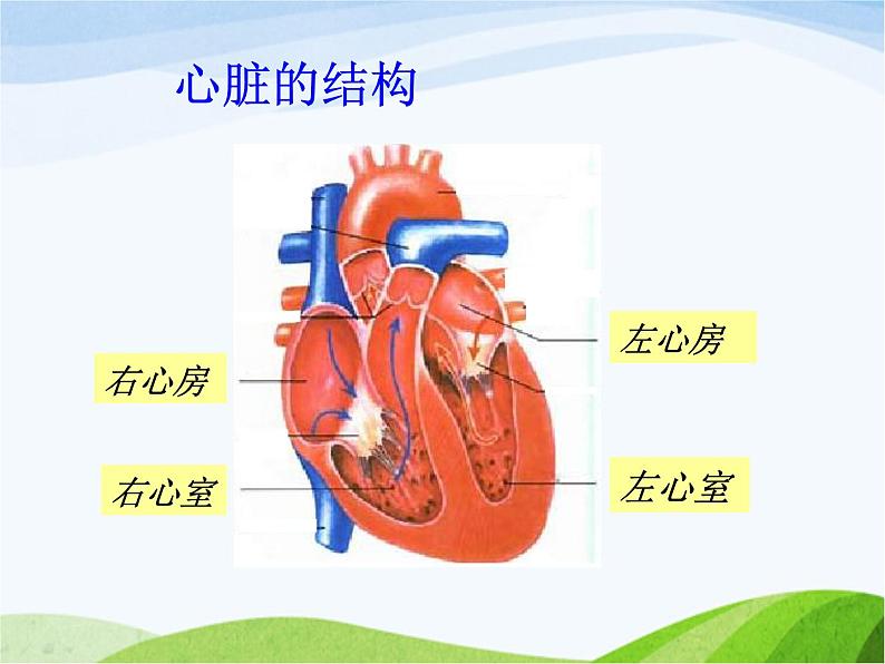 青岛小学科学五上《8-心脏和血管》PPT课件-(2)第4页