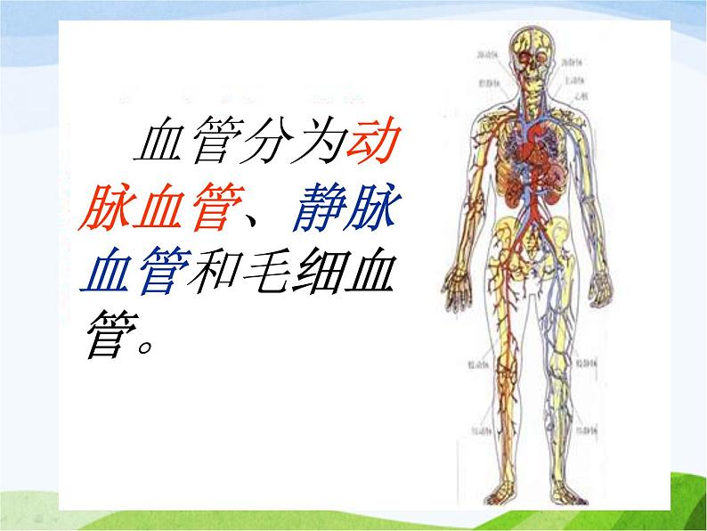 青岛小学科学五上《8-心脏和血管》PPT课件-(2)第5页