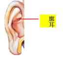 青岛小学科学五上《12-怎样听到声音》PPT课件-(2)