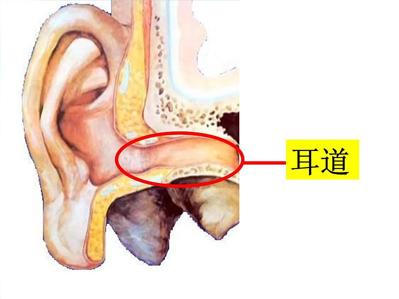 青岛小学科学五上《12-怎样听到声音》PPT课件-(2)第4页