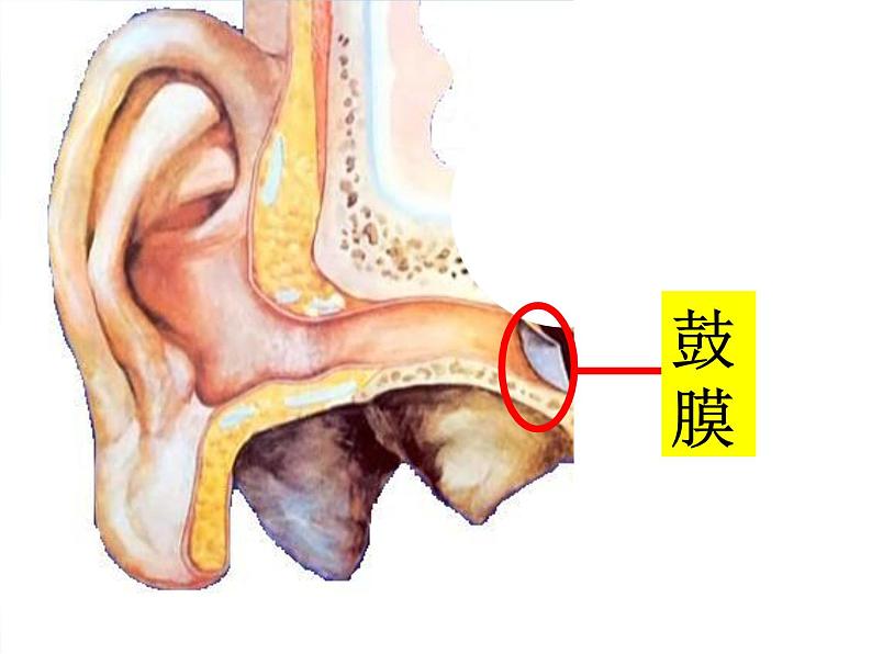 青岛小学科学五上《12-怎样听到声音》PPT课件-(2)第5页
