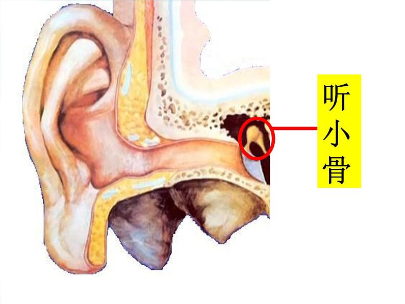 青岛小学科学五上《12-怎样听到声音》PPT课件-(2)第6页