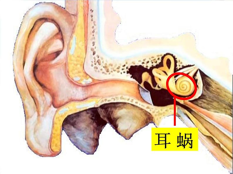 青岛小学科学五上《12-怎样听到声音》PPT课件-(2)第7页