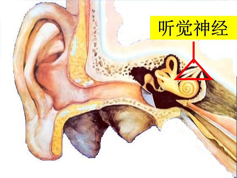 青岛小学科学五上《12-怎样听到声音》PPT课件-(2)第8页